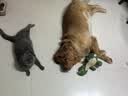 派迪诺宠物狗狗猫咪蓝莓叶黄素片 明目亮眼改善泪痕营养补充剂 300片/瓶 实拍图