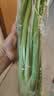 大芹菜约500g 实拍图
