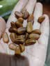 三只松鼠袋装东北松子500g手剥开口0添加每日坚果炒货休闲零食团购送礼 实拍图