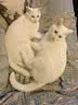 皇家猫粮 绝育成猫粮 SA37通用粮1-7岁4.5KG 实拍图