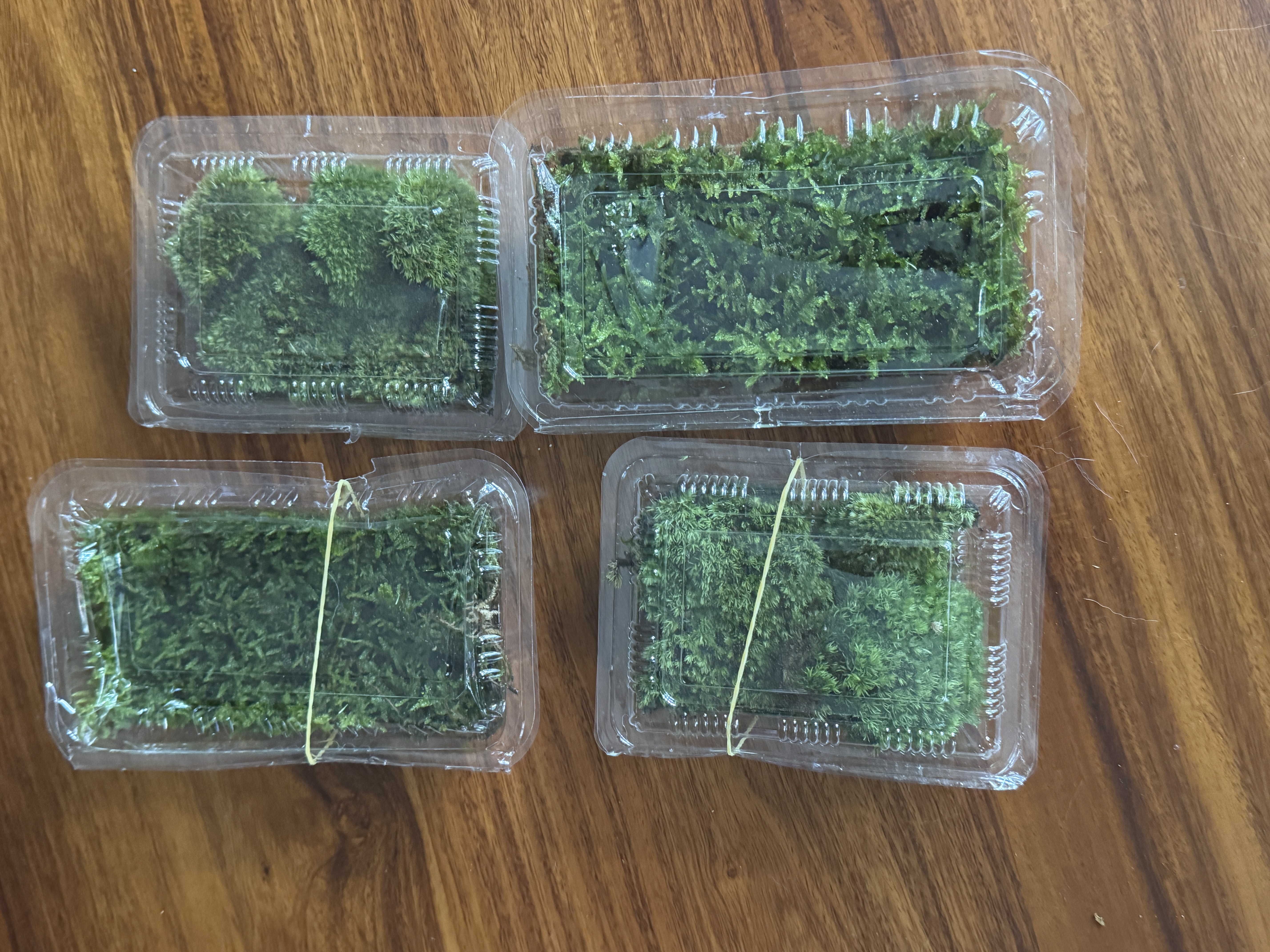 柯必达青苔藓鲜活苔藓微景观植物盆景盆栽水陆缸假山草造景材料白 大灰藓(15*8)cm 2盒 实拍图