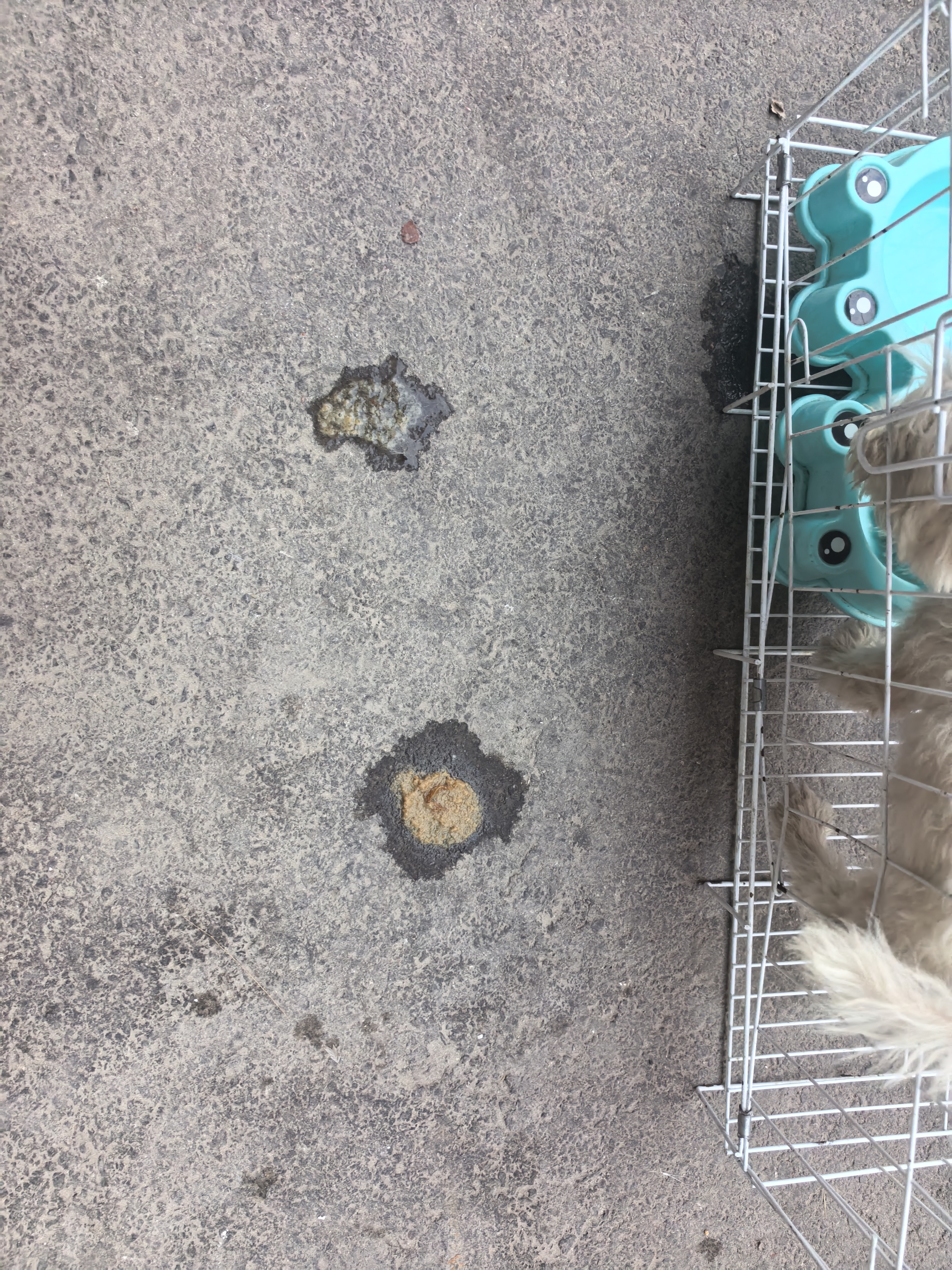 疯狂小狗 狗零食狗狗磨牙棒 泰迪金毛幼犬成犬洁齿骨头耐咬胶 牛肉味220g 实拍图
