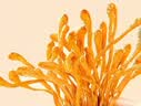 方家铺子中华老字号有机蛹虫草虫草花50g菌菇干货虫草菇 实拍图