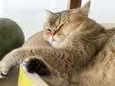 皇家猫粮 英短成猫粮 BS34 通用粮 12月以上 2KG 实拍图