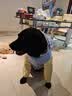 比乐鸭肉梨成幼犬通用狗粮15kg小型中大型犬粮30斤【宠物金选】囤货装 实拍图