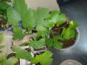 欧悟【买2颗送1颗】嫁接葡萄树苗 南北方种植盆栽地栽庭院阳台果树苗 金星无核 六年大苗当年结果 实拍图