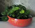 九千谷水仙花盆陶瓷 无孔铜钱草碗莲睡莲多肉水培花盆大码 红金款式4121 实拍图