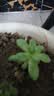 多肉植物精选随机一款多肉好养易活桌面绿植1 一颗随机品种多肉植物 实拍图