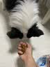 皇家狗粮 成犬狗粮 犬粮 宠物 中型犬 M25 全价犬粮 ≥12月 4KG 实拍图