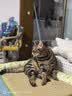 麦富迪猫粮 barf霸弗天然猫粮冻干生骨肉高蛋白成猫粮养胃增肌牛肉5.4kg 实拍图