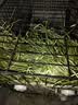 喜帅26年头茬提摩西草 烘干北提提草龙猫兔粮荷兰猪主粮磨牙零食500g 实拍图