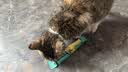 欢宠网猫咪驱虫项圈狗狗猫宠物狗猫圈除跳蚤猫猫幼猫小猫小狗体外去跳蚤 实拍图