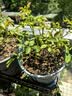 果汁阳台月季花苗四季开花卉盆栽绿植物室内花易活玫瑰带花苞庭院 果汁阳台【大花浓香，月月开分枝多】 【带花苞】【盆口径15cm】原盆冠25高35 实拍图
