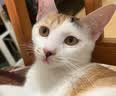 弗列加特猫粮 磷虾油美毛 全价鲜肉天然粮 成猫粮乳鸽味2kg 实拍图