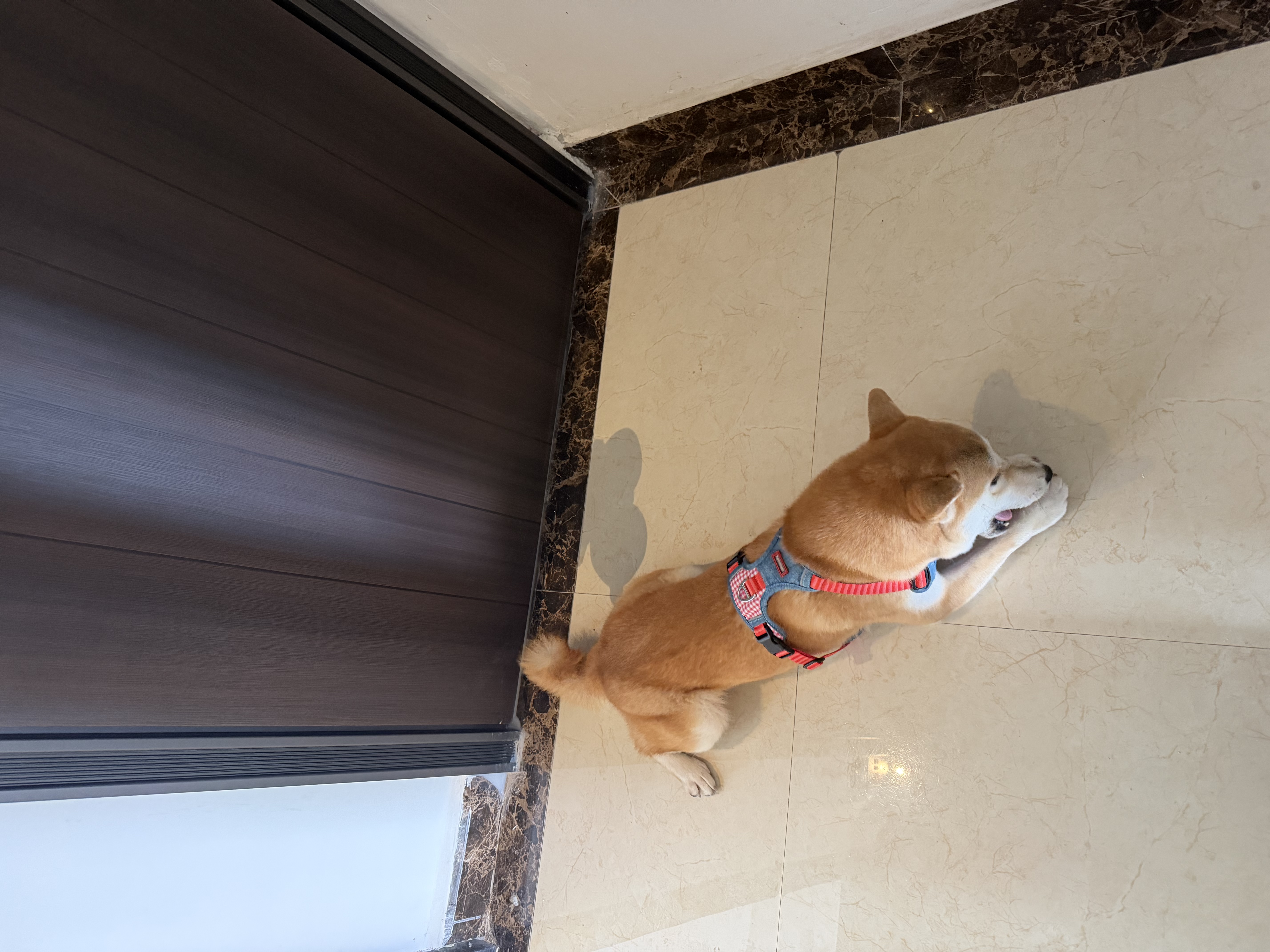 HELLOJOY狗狗零食大礼包960g成犬幼犬磨牙训练宠物零食福袋礼盒 1.92斤 实拍图