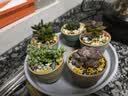 仟尚亿多肉花盆陶瓷个性简约室内植物创意粗陶花盆栽花盆透气大口径组合 彩陶盆6个 热销榜第一 实拍图