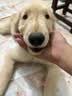 领先狗罐头全价湿粮零食犬主食罐成幼犬120g*18罐（新老包装随机发） 实拍图