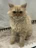 冠能猫粮 成猫猫粮鸡肉味10kg 全价猫粮 稳固免疫【宠物金选】 实拍图