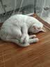 亿迪猫粮冻干幼猫成猫10斤全价英短蓝猫布偶老年猫国产通用全阶段5kg 实拍图