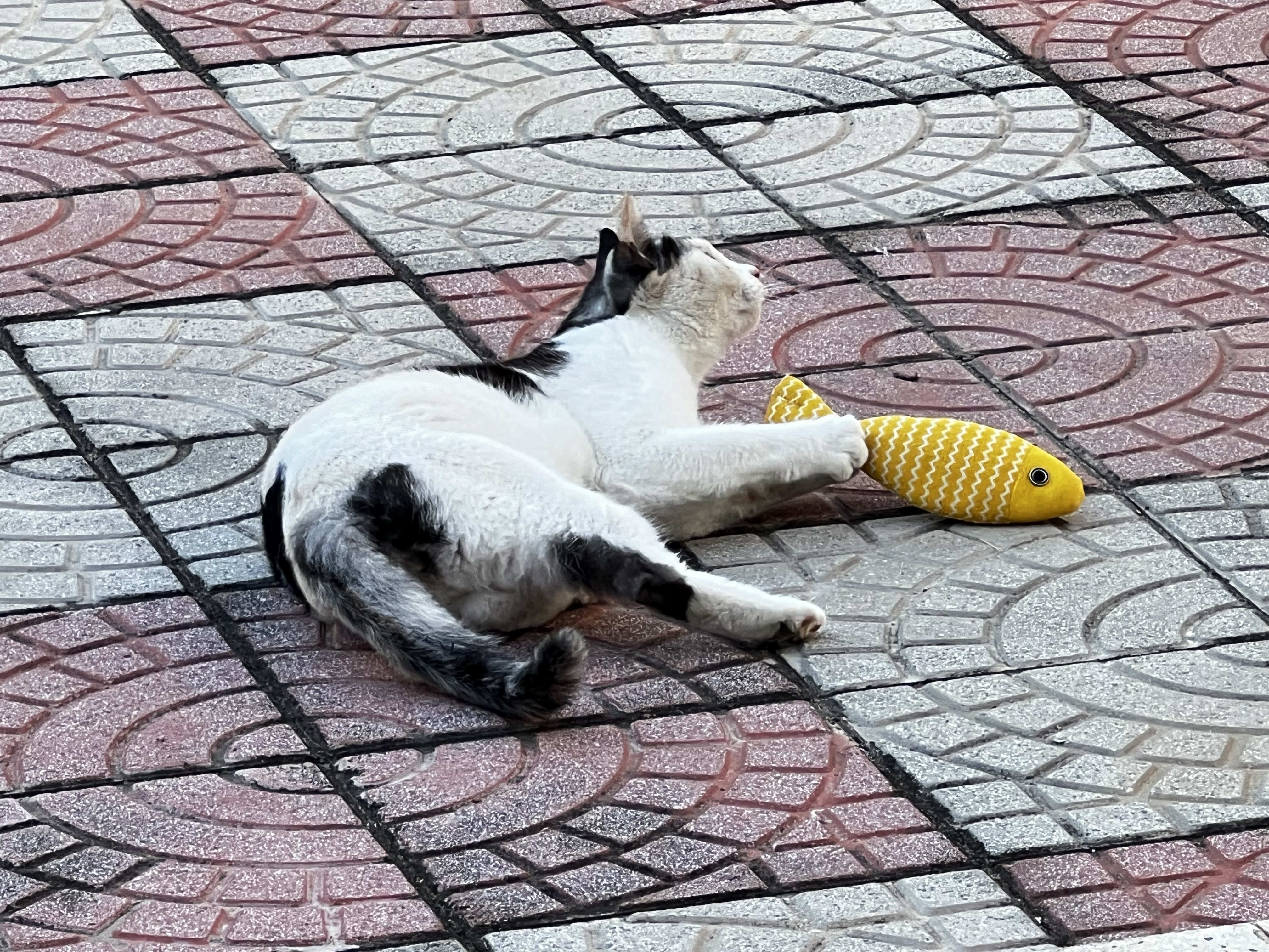 萌爪乐猫玩具猫咪逗猫棒猫薄荷磨牙棒自嗨解闷神器磨牙猫猫小猫幼猫宠物 实拍图