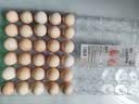 大码鲜鸡蛋1.8kg 实拍图