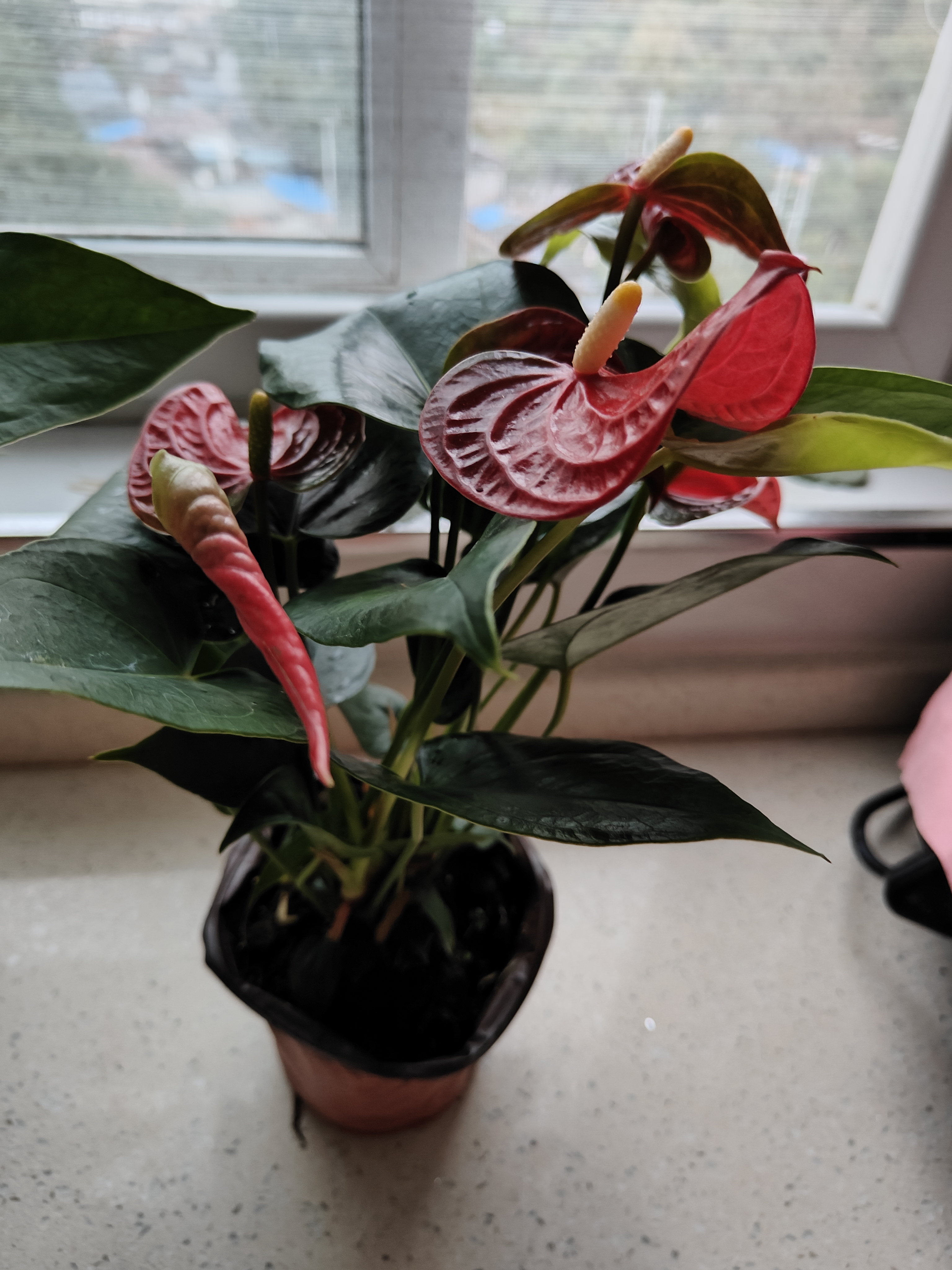 叹为观止18种吊兰任你选金边吊兰各种盆栽花卉客厅垂吊桌面植物净化空气 特级红掌【陶瓷盆】 不含盆 实拍图