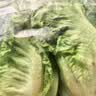 罗马生菜约500g 实拍图