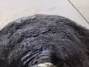 雨虹防水水不漏 速干水泥 堵漏宝快速堵漏 地漏安装 管根堵漏 2KG 实拍图