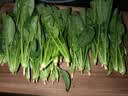 【24小时菜】菠菜苗250g(长度≤20cm) 实拍图