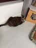 福丸福鼎白茶混合木薯豆腐猫砂2.5kg*4包自然空气 实拍图