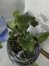 年宵花富贵竹龙鳞春羽水培植物春节过年装饰绿萝盆栽花卉绿植年货 精品春羽20-25cm【3棵】送营养液 实拍图