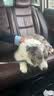 雷米高（RAMICAL）澳丽得 猫粮蓝猫英短主粮幼猫成猫海洋鱼味全价猫粮试吃500g 1斤 实拍图