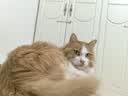 皇家猫粮 挑嘴成猫猫粮 高适口性 EF38 通用粮 12月以上 4KG 实拍图