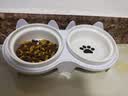 licheers猫碗陶瓷猫粮双碗斜口不黑下巴宠物幼猫咪吃饭食盆喝水喂食一体 实拍图