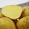 应季新土豆约1kg 实拍图