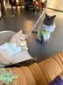 鲜朗主食罐猫咪营养蓝猫英短暹罗幼猫成猫替代主粮全价湿粮猫罐头 鸡肉味1盒【100g* 6罐】 实拍图