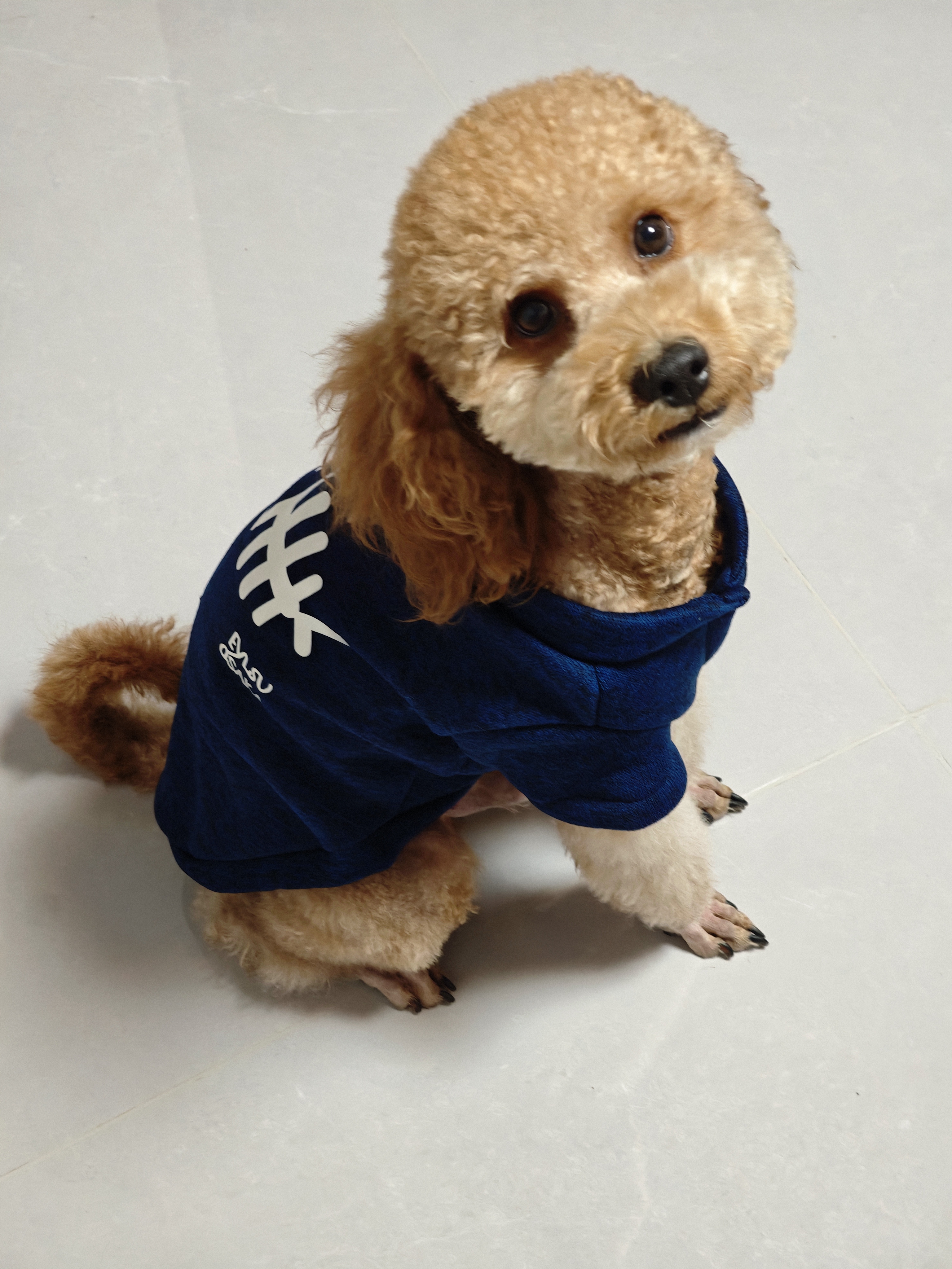 欢宠网宠物狗狗衣服猫咪猫小狗小猫泰迪比熊猫猫小型犬幼犬冬季保暖服饰 实拍图
