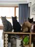 instinct天然百利高蛋白猫粮进口鸡肉全猫幼猫粮10磅/4.5kg 效期27年4月 实拍图