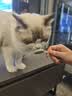 朗诺 RANOVA 猫零食冻干棒棒糖3支装（麦苗/南瓜/蔓越莓） 实拍图