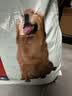 藻趣儿狗粮 藻趣儿狗粮成犬粮牛肉螺旋藻 均衡营养7.5kg/15斤 实拍图