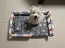 麦德氏IN小型犬UC-II骨胶原软骨素约9g宠物狗狗软骨素关节保护 实拍图