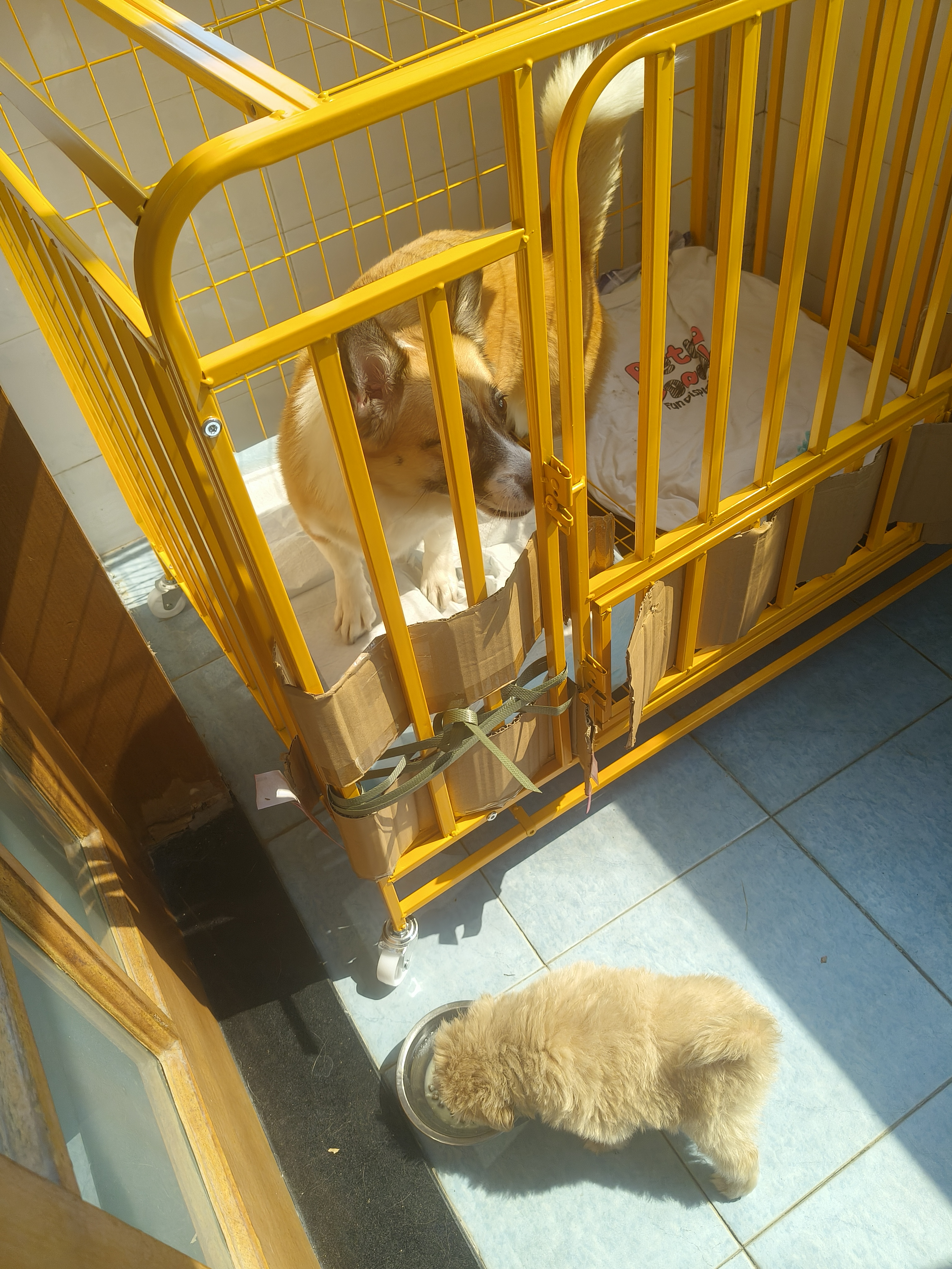 梵昇昱狗笼子中小型大型犬家用围栏狗笼室内分离带厕所猫咪兔子大型猫窝 三面加粗方管【黄色】 95*65*85cm（建议40斤内狗狗） 实拍图