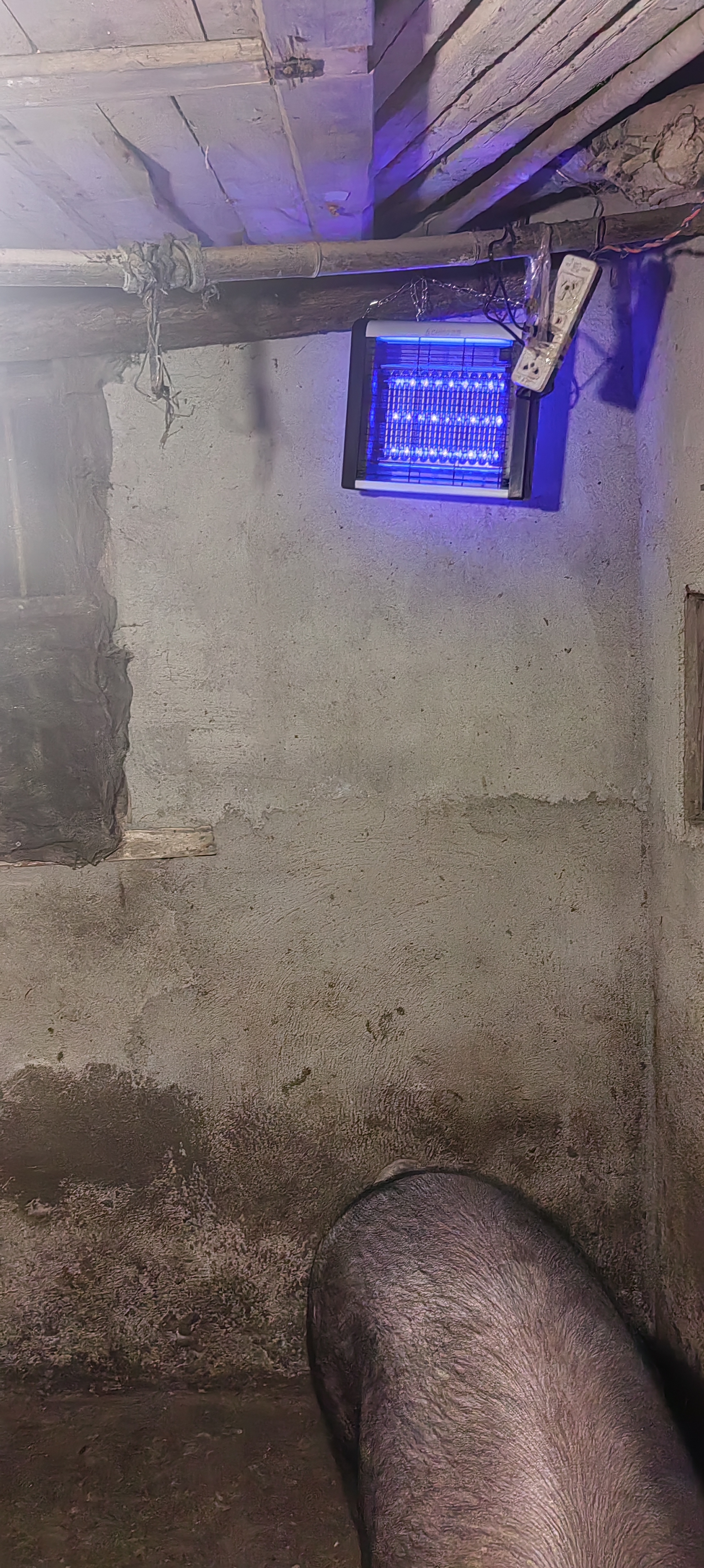 志高灭蚊灯灭蝇灯商用家用苍蝇捕捉器室内餐厅驱蚊灯诱捉电蚊子 升级三灯管-10W【约120平方】 实拍图
