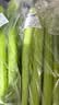 大芹菜约500g 实拍图