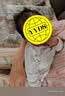 欢喜小熊孕妈有礼新生儿连体衣纯棉四季款婴儿衣服蝴蝶衣哈衣宝宝春秋爬服 实拍图