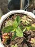 浓香型大盆牡丹栀子花四季开花卉绿植室内桌面盆栽净化空气吸甲醛 裸根试种1苗（不带盆） 高度20-25cm冠幅10cm 实拍图