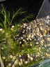 金晶超白玻璃桌面鱼缸小型家用办公室生态懒人全套造景小缸水草缸 裸缸+防滑垫 15*15*20 实拍图