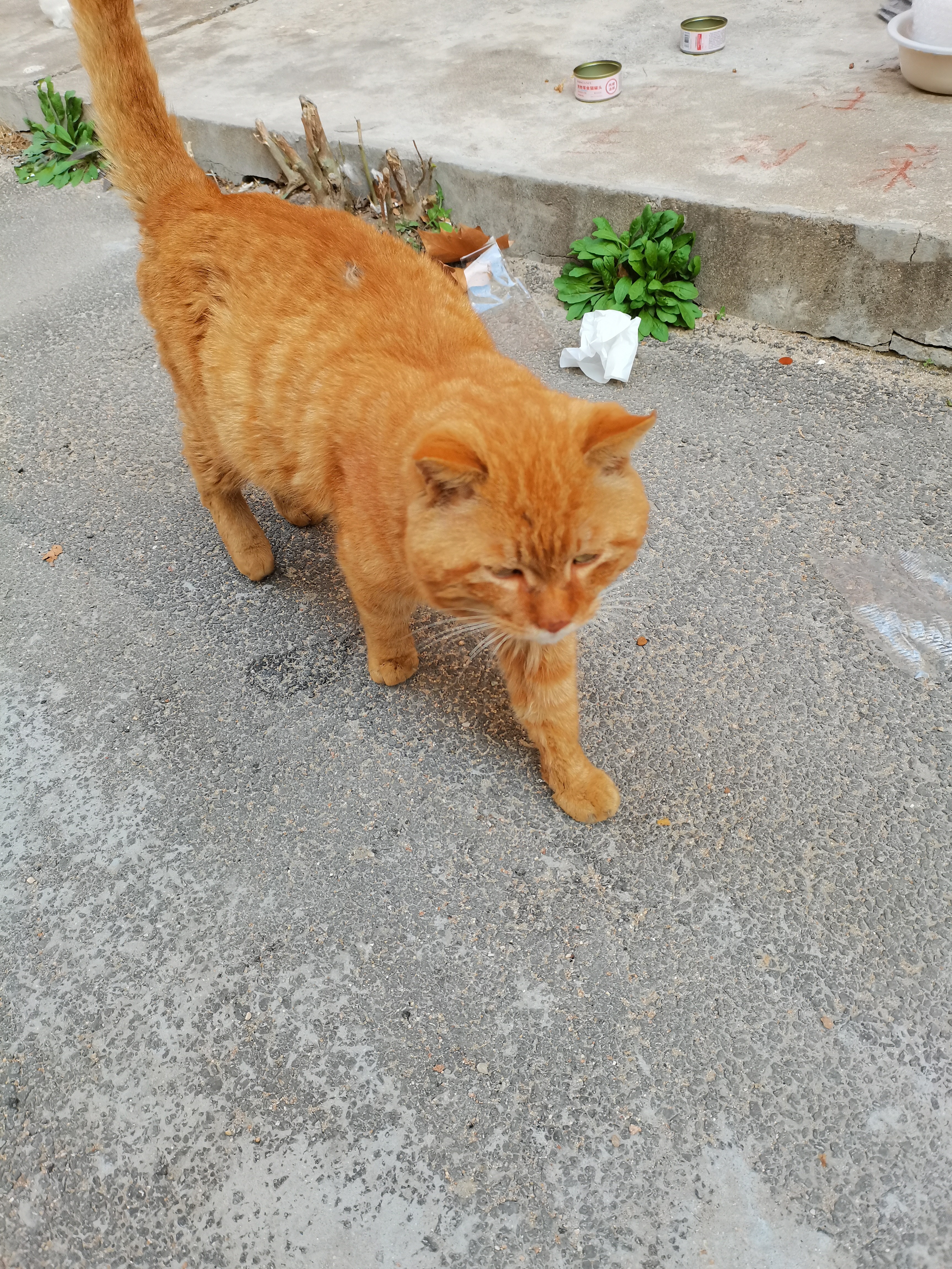 好主人猫粮 成猫猫粮 全价成猫天然粮通用鸡肉味 2.5kg/5斤 实拍图