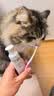 KONOKO可诺可宠物猫咪狗狗益生菌牙刷牙膏可食用口炎口臭牙结石口腔清洁 实拍图