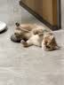 皇家猫粮 室内成猫粮 I27 通用粮 12月以上 2KG 实拍图